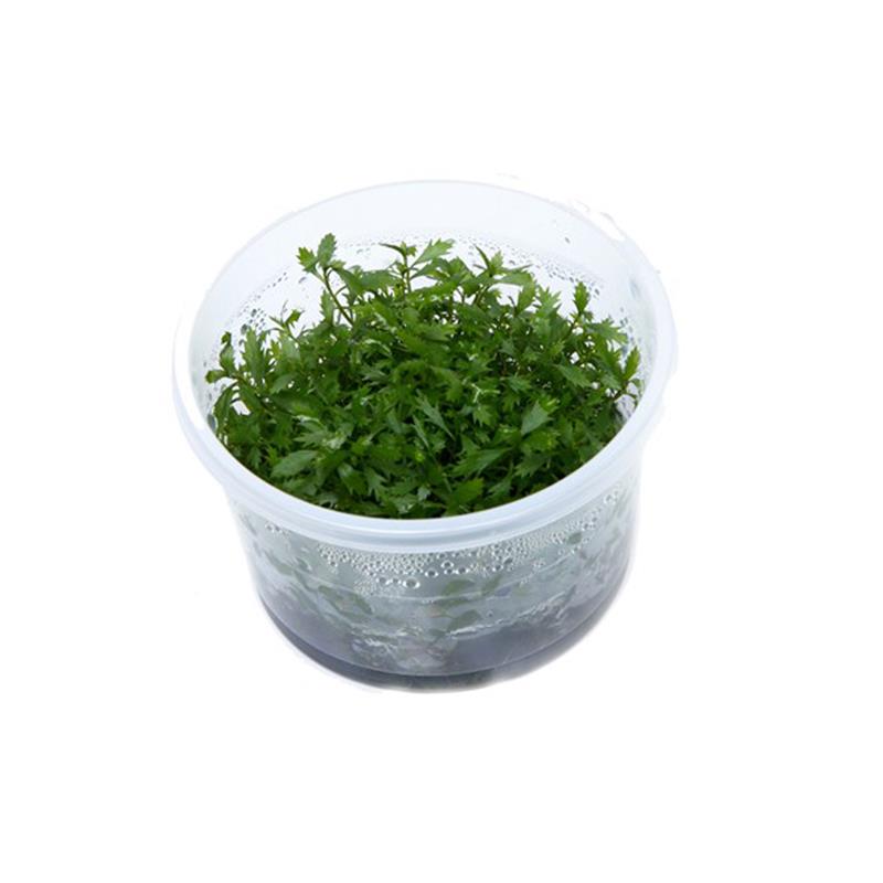 Proserpinaca Palustris Cuba In Vitro Tropica - imagine 3